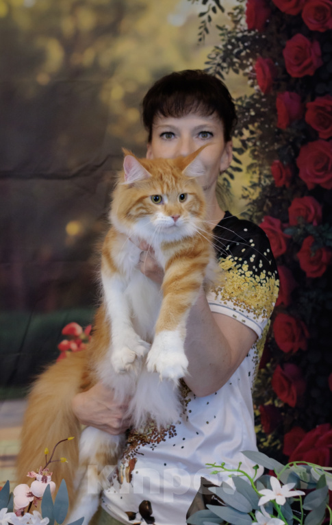 Кошки в Москве: Котёнок Мейн-кун полидакт Девоча Девочка, 70 000 руб. - фото 8
