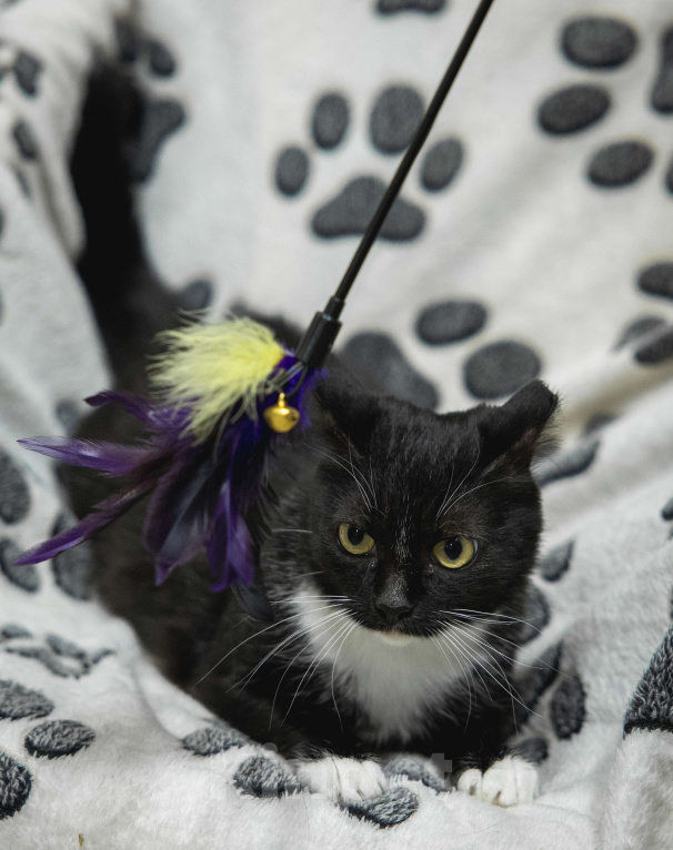 Кошки в других городах Московской области: Кошка Сандра ищет дом Девочка, Бесплатно - фото 3