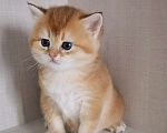 Кошки в Чебоксарах: Шотландский прямоухий котёнок Девочка, 20 000 руб. - фото 2