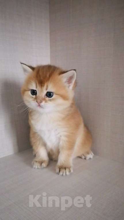 Кошки в Чебоксарах: Шотландский прямоухий котёнок Девочка, 20 000 руб. - фото 2