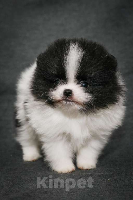 Собаки в Пушкино: Померанский шпиц мальчик Мальчик, 30 000 руб. - фото 3