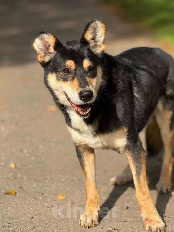 Собаки в Москве: Френки-пес над которым издевались Мальчик, Бесплатно - фото 7