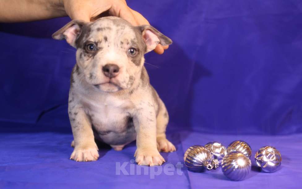 Собаки в Всеволожске: ММ ДЕМАР РОККО Мальчик, Бесплатно - фото 1