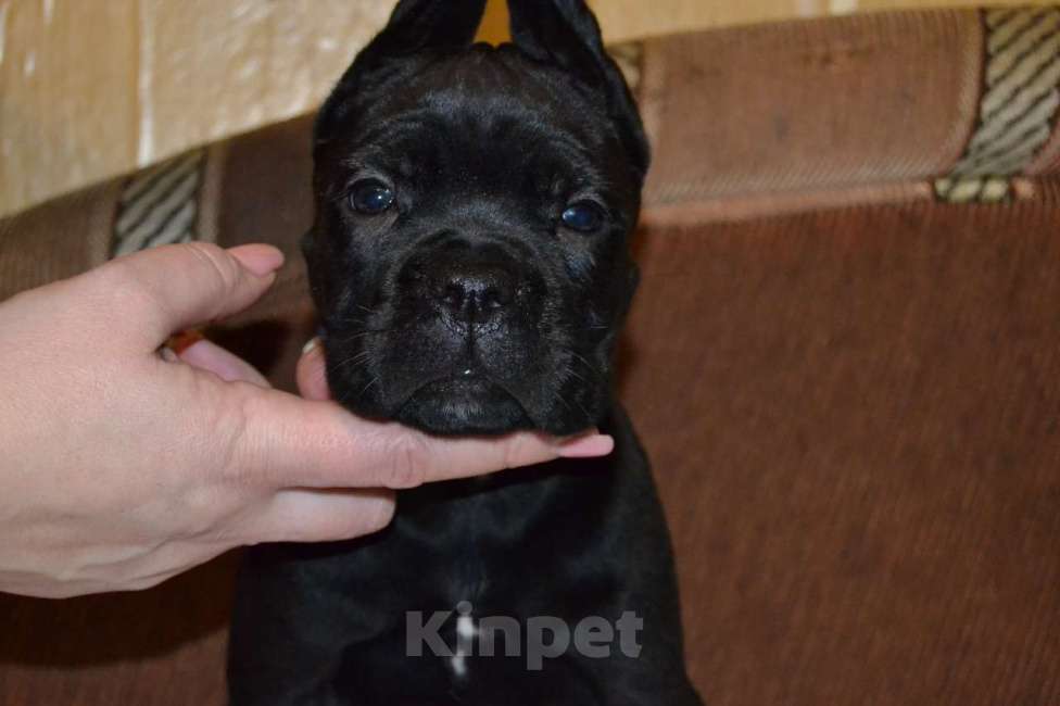 Собаки в Новосибирске: Щенки Кане Корсо Мальчик, 60 000 руб. - фото 2