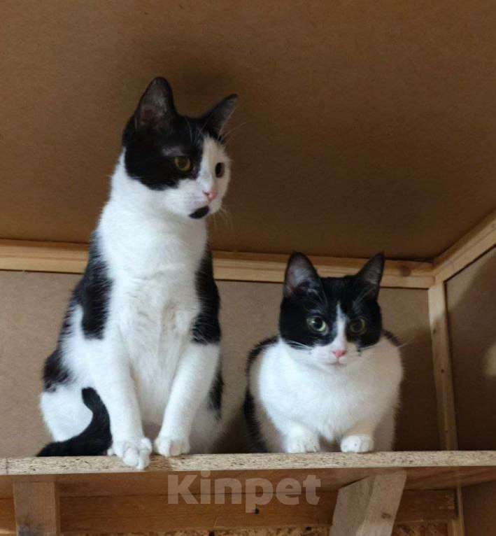 Кошки в Санкт-Петербурге: Взрослая кошечка и котик ищет семью Девочка, 10 руб. - фото 2