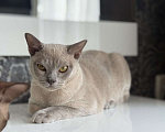Кошки в Георгиевске: Котенок Мальчик, 20 000 руб. - фото 2