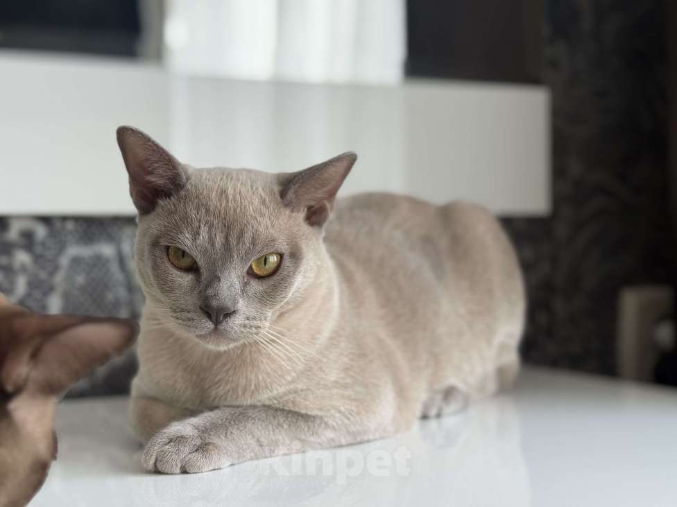 Кошки в Георгиевске: Котенок Мальчик, 20 000 руб. - фото 2