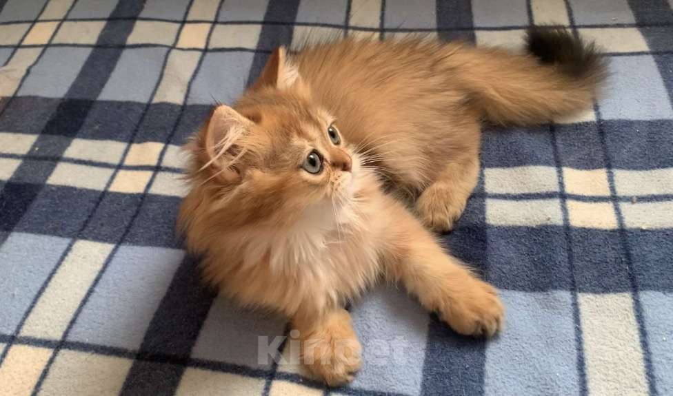 Кошки в Москве: Необыкновенно красивый малыш Мальчик, 40 000 руб. - фото 4