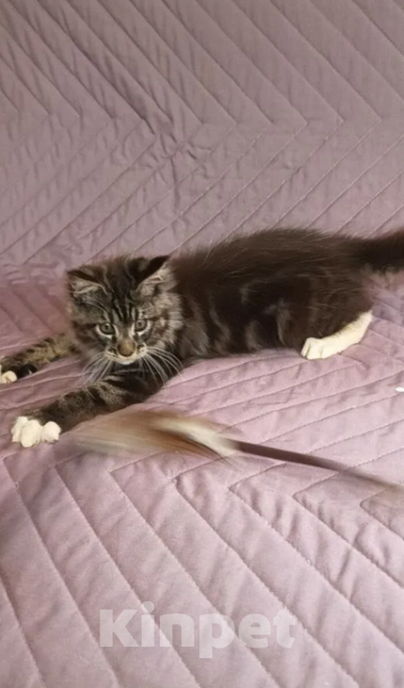 Кошки в Самаре: Мейн-ку́н Мальчик, 25 000 руб. - фото 2