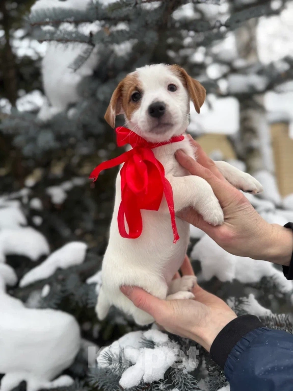 Собаки в Екатеринбурге: Породистый щенок Джек рассел терьер  Девочка, 40 000 руб. - фото 1