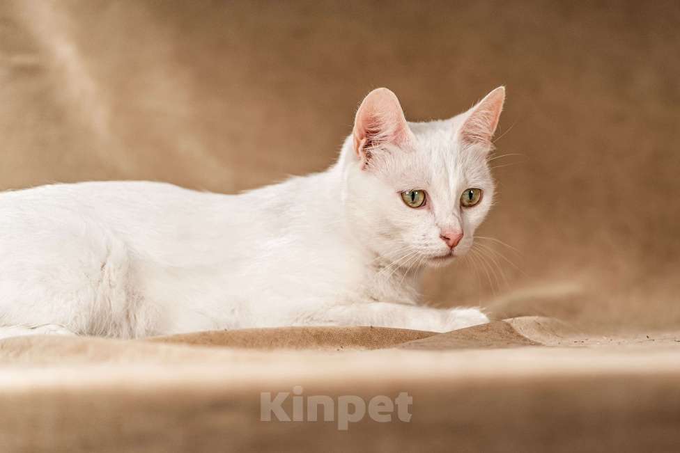 Кошки в Клине: Снежка — белоснежная миниатюрная красавица Девочка, Бесплатно - фото 7