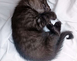 Кошки в Домодедово: Котёнок окрас чёрный дым 1.5 месяца Мальчик, 1 руб. - фото 3