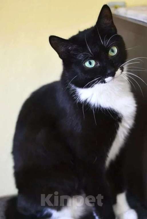 Кошки в Москве: Очень ласковая маркизная кошечка Далия в добрые руки Девочка, Бесплатно - фото 2