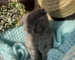 Кошки в Саратове: Шотландская вислоухая кошка  Девочка, 5 000 руб. - фото 2