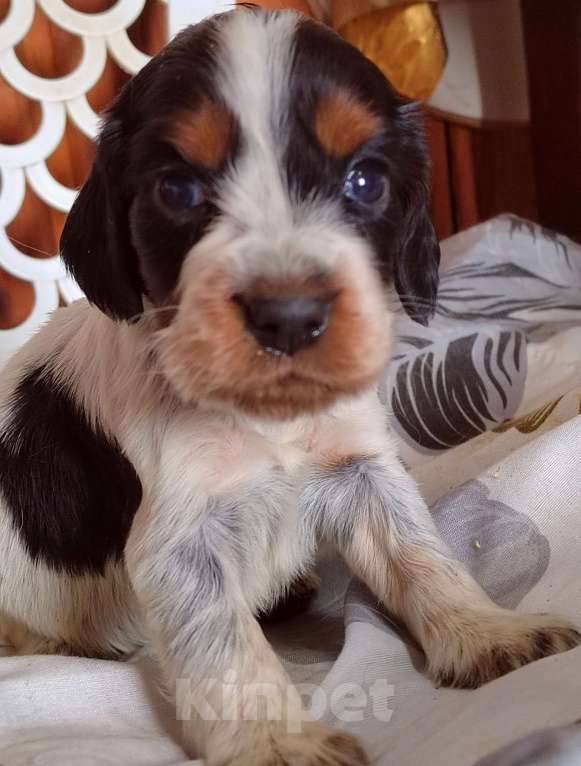 Собаки в Москве: Русский охотничий спаниель Девочка, 45 000 руб. - фото 8