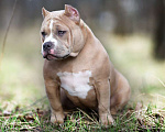 Собаки в Москве: Американский булли Стандарт Девочка, 100 000 руб. - фото 2
