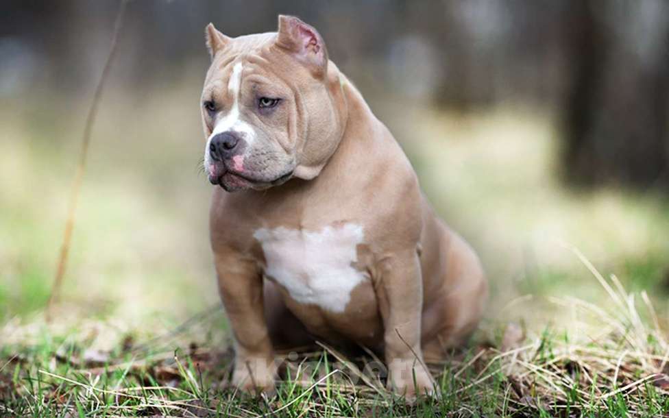 Собаки в Москве: Американский булли Стандарт Девочка, 100 000 руб. - фото 2