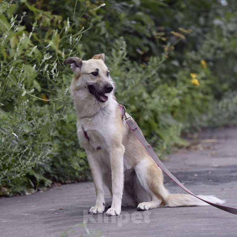 Собаки в Москве: Пуговка Девочка, Бесплатно - фото 4