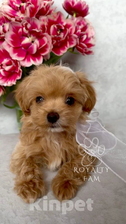 Собаки в Тольятти: Мини мальчик мальтипу F1 Royalty Fam Lovelace Мальчик, Бесплатно - фото 5