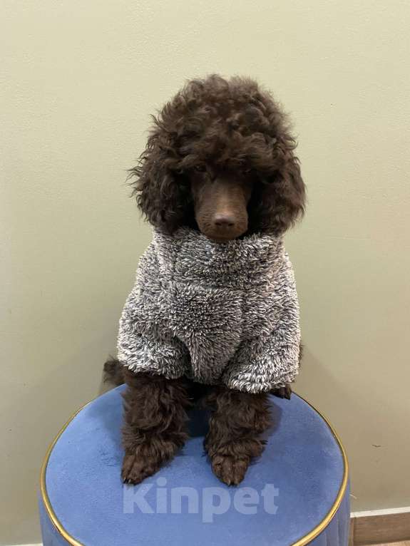 Собаки в Москве: Щенки пуделя Мальчик, Бесплатно - фото 3