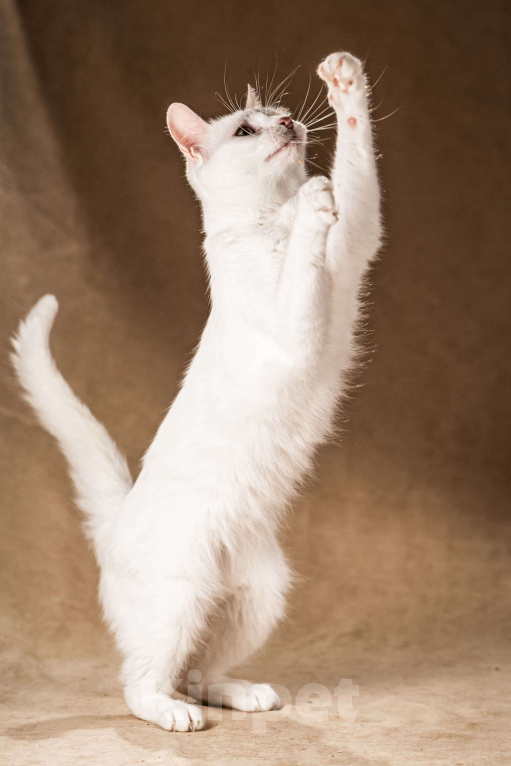 Кошки в Клине: Снежка — белоснежная миниатюрная красавица Девочка, Бесплатно - фото 3