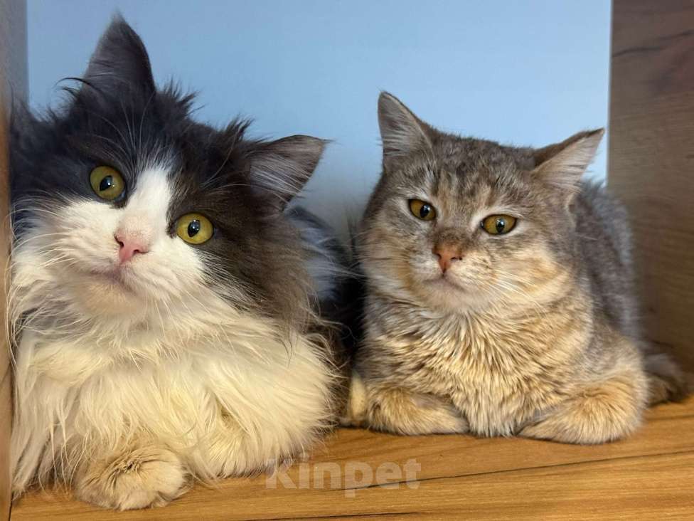 Кошки в Липецке: Котята Мальчик, Бесплатно - фото 3