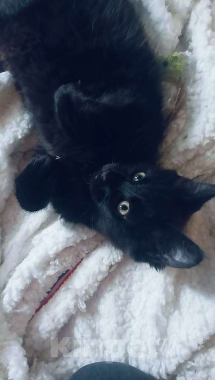 Кошки в Москве: Чудесный мальчишка от чемпионов-родителей Мальчик, 120 000 руб. - фото 3