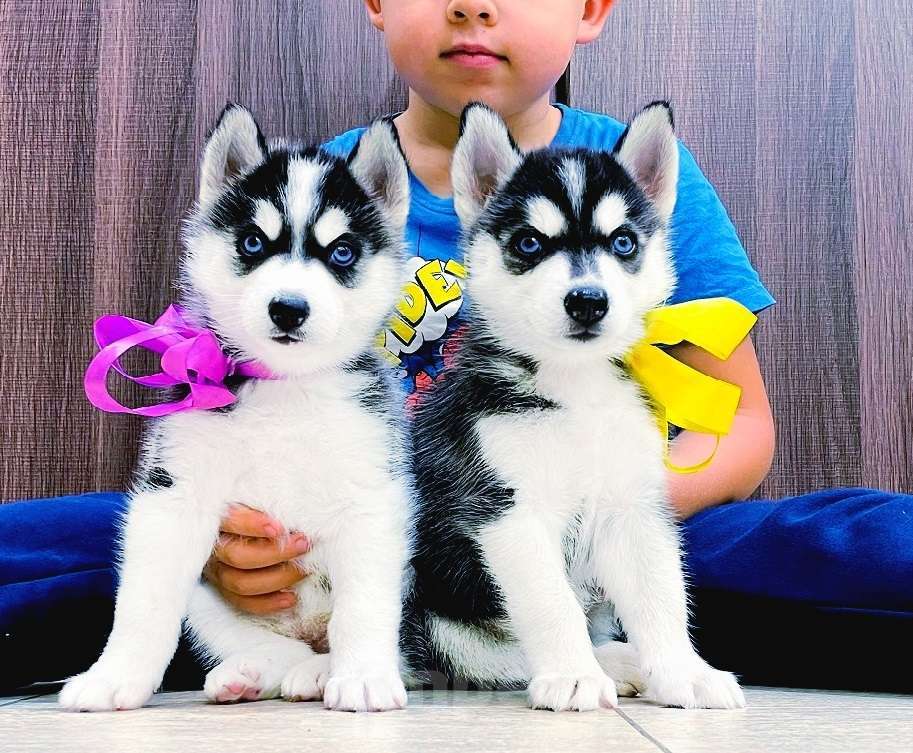 Собаки в Твери: Хаски Щенки Разных окрасов Разнополые, Бесплатно - фото 1