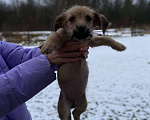 Собаки в Москве: Щенок девочка в добрые руки Девочка, Бесплатно - фото 2