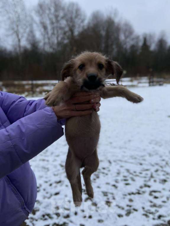 Собаки в Москве: Щенок девочка в добрые руки Девочка, Бесплатно - фото 2