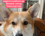 Собаки в Новокузнецке: ПРОПАЛА СОБАКА  Девочка, 10 000 руб. - фото 1