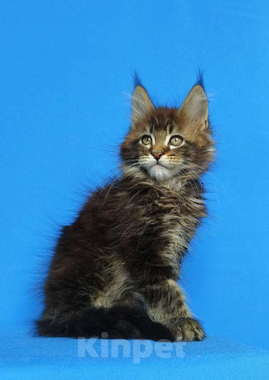 Кошки в Москве: Котёнок Мейн-кун от Чемпионов Мальчик, 60 000 руб. - фото 3