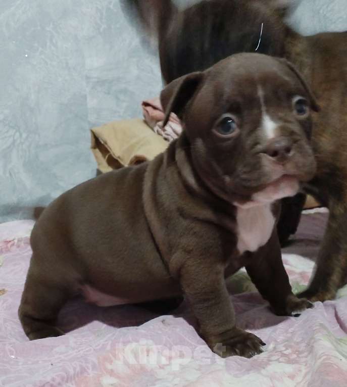 Собаки в других городах Ростовской области: Американский булли  Девочка, 90 000 руб. - фото 2