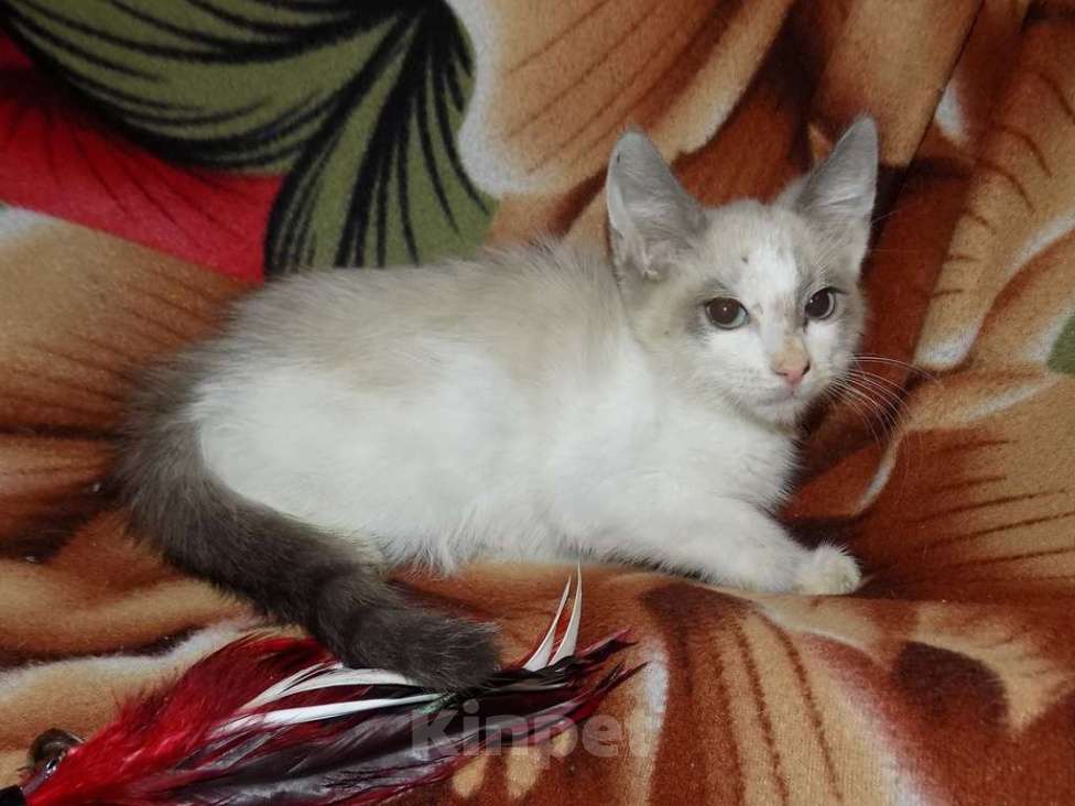 Кошки в Москве: Сноу шу, мальчик длинношерстный Мальчик, 10 000 руб. - фото 3