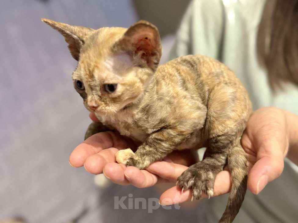 Кошки в Красногорске: Котята девон-рекс Девочка, 50 000 руб. - фото 3