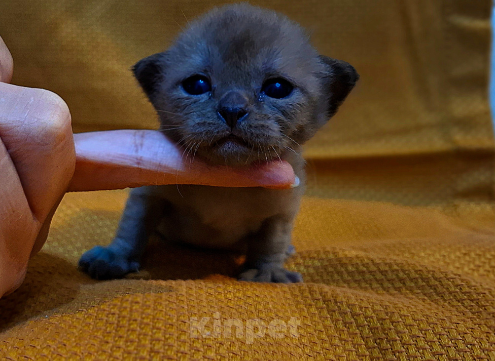 Кошки в Москве: Котята европейской бурмы от родителей чемпионов Мальчик, Бесплатно - фото 7