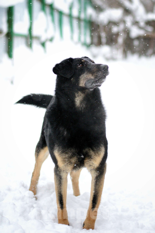 Собаки в Москве: Реал Мальчик, Бесплатно - фото 3