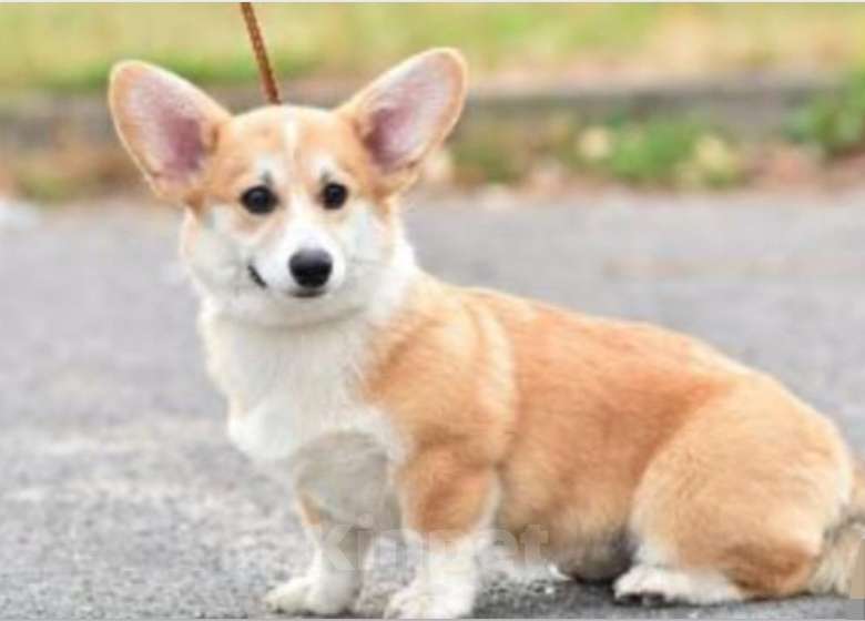 Собаки в Москве: Девочки Вельш корги пемброк  Девочка, 35 000 руб. - фото 1