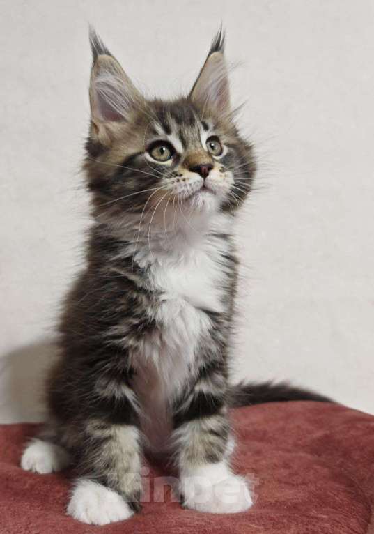 Кошки в Ульяновске: Котенок мейн кун Девочка, 50 000 руб. - фото 1