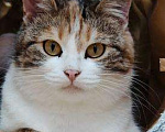 Кошки в Москве: Необычная красавица Летти в добрые руки. Девочка, Бесплатно - фото 2