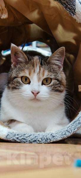 Кошки в Москве: Необычная красавица Летти в добрые руки. Девочка, Бесплатно - фото 2