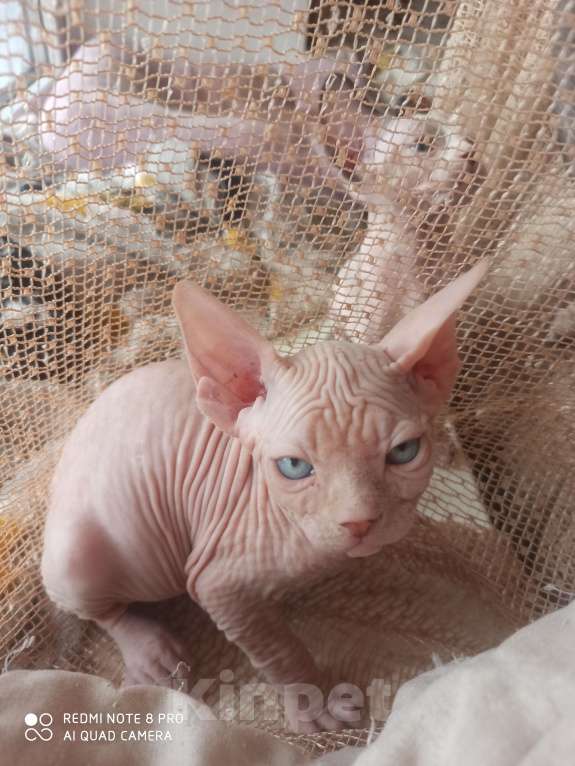 Кошки в Челябинске: Канадский сфинкс мальчик Мальчик, 40 000 руб. - фото 2