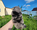 Собаки в Москве: Шпиц померанский мальчик из племенного питомника Мальчик, Бесплатно - фото 3