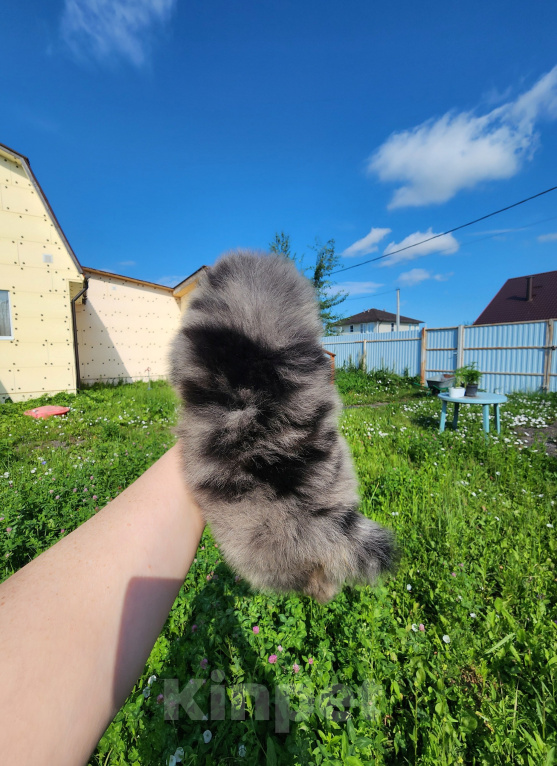 Собаки в Москве: Шпиц померанский мальчик из племенного питомника Мальчик, Бесплатно - фото 3