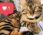 Кошки в Чусовой: Бенгальские котята, 15 000 руб. - фото 5