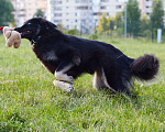 Собаки в Москве: Нежная и трепетная Тэя в поисках дома Девочка, 10 руб. - фото 8