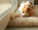 Кошки в Москве: Рыжий котенок СОфа в добрые руки Девочка, Бесплатно - фото 5