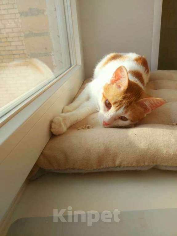 Кошки в Москве: Рыжий котенок СОфа в добрые руки Девочка, Бесплатно - фото 5