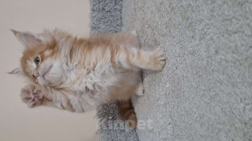 Кошки в Москве: Котята мейн кун Мальчик, 60 000 руб. - фото 1