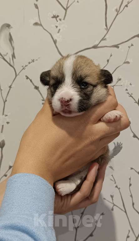 Собаки в других городах Московской области: Девочка Вельш корги Пемброк Девочка, 75 000 руб. - фото 2